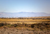 Carnes argentinas de importación